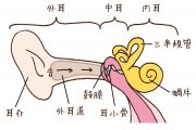 慢性中耳炎の種類と症状の特徴について
